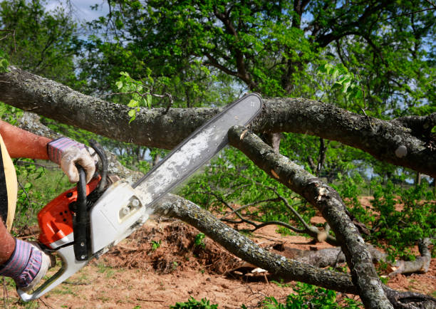 Tree Removal for Businesses in Euclid, OH